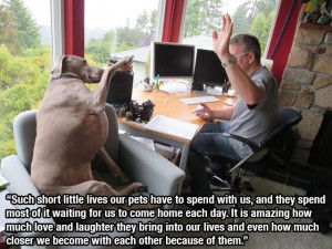 ... man s best friend 27 pics a testament to the loyalty of dogs dog stays