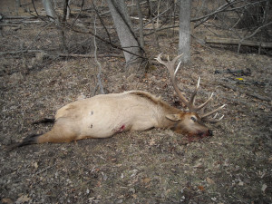 Good Luck hunting to everyone in MN!-dscn0057.jpg