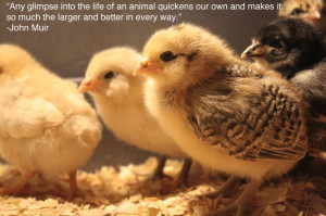 Community Post: 25 Inspiring Quotes For People Who Love Animals