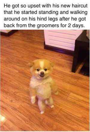 funny-picture-bad-hair-cut-dog.jpg