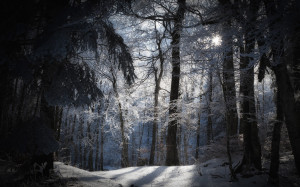 winter-forest-cyril-verron-hd-wallpaper.jpg
