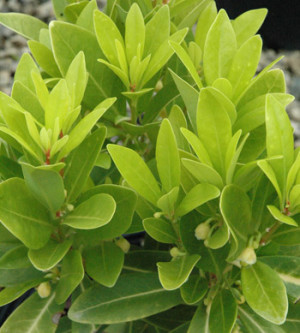 Illicium Parviflorum Florida Sunshine