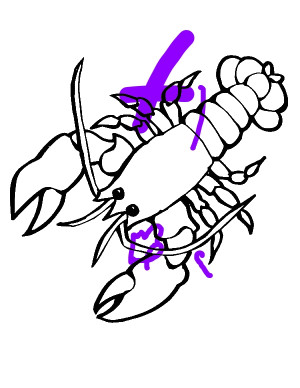 Big-Sea-Lobster-Sea-Animals-Coloring-Page-by-test-years-old-test.jpg