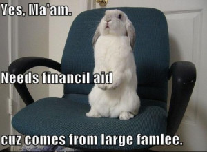 Funny rabbit quotes pictures