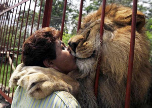 Funny photos funny Lion hug kiss owner