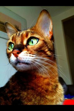 Gorgeous cat. If anyone knows the Warrior Cat books by Erin Hunter, I ...