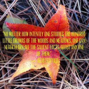 Pinned by Mary Badger