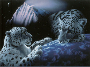 White Tiger Wallpaper,tiger, tigers, tiger picture, bengal tiger ...