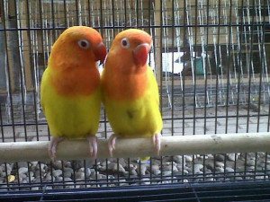 ... lovebird breeding basic lovebird breeders are also love bird breeding
