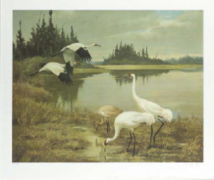 Whooping Cranes Flying
