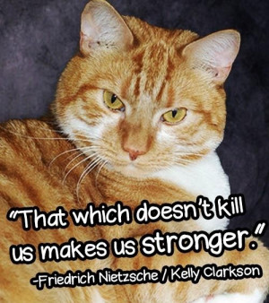 14 Cheesy Senior Quotes From Cats
