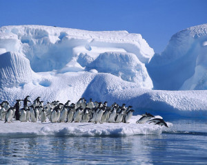 壁紙の説明: 南極大陸アデリーペンギン、海、雪と ...