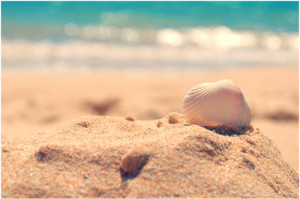 beach, cute, day, sand, sea, seashell, shell