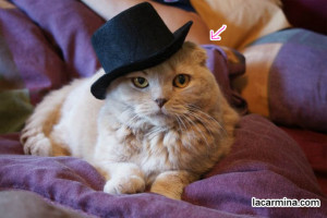 cats, Japanese cute costumes for dogs and cats, top hat, musical notes ...