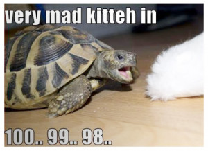 Cute Turtle Pictures Quotes Funny turtle picture, very mad