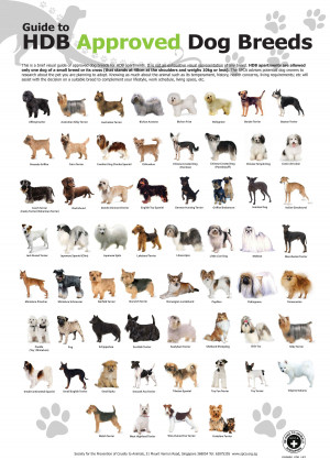 Big Dog Breeds List And Pictures - HD Wallpapers Lovely