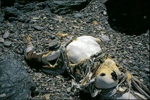 Perfectly preserved body of 1924 Mount Everest victim George Mallory