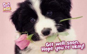 Sweet charming dog with pink rose get well soon