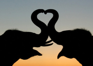 Photo in the News: Elephants Make a 
