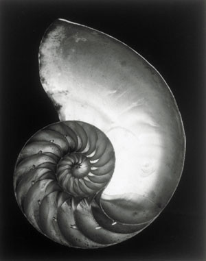 Edward_Weston_Shell_2.jpg