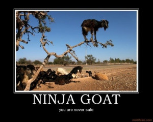 Never safe, ninja goat