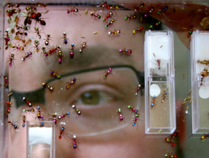 of the seed harvester ant Pogonomyrmex californicus show that colony ...