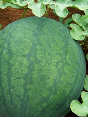 ... : http://sustainableseedco.com/Sugar-Baby-Watermelon-Seeds.html Like