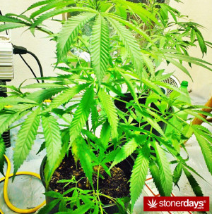 Stoner Quotes Top Marijuana How Grow Bud