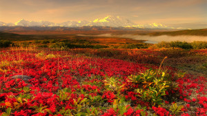 Alaska BeautiFul Garden Red Rose , Alaska, Alaska Garden, Awesome ...