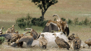 DIVERSITY BUSTERS: Griffon vultures ( Gyps fulvus ) dominate ...