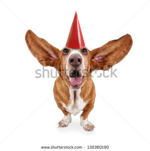 Related Pictures basset hound dog sitting against a white backdrop and ...