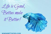 Quotes About Betta Fish