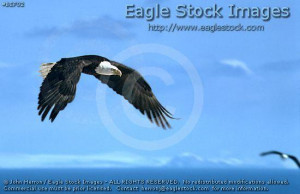bald eagle flying over mountains