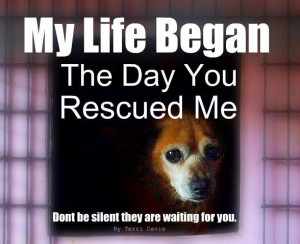 Please adopt and rescue. Don't buy while millions die. The dogs & cats ...