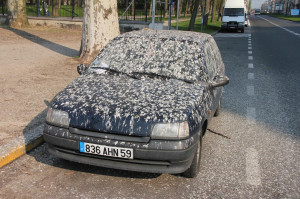 ... .com/wp-content/uploads/2012/06/bird-poop-on-car.jpg