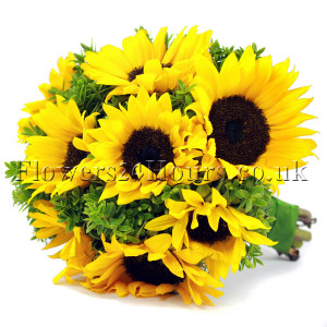 Sunflowers are the cheeriest summer flower, available from May to ...