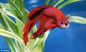 For 2013 and breeders by