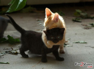 Cat Hug Cute Friendship