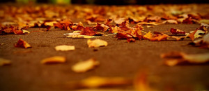fall leaves on the ground Facebook cover