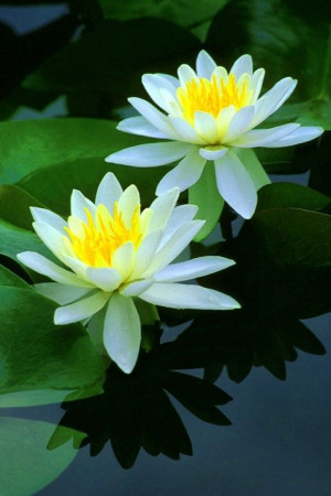 water lilies. 2013 will be the snake water's year on lunar calendar ...