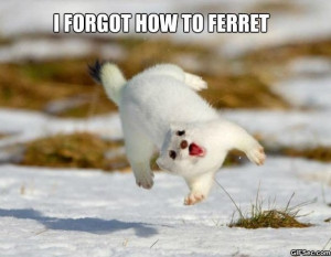 Funny Ferret - Funny Pictures, MEME and Funny GIF from GIFSec.com