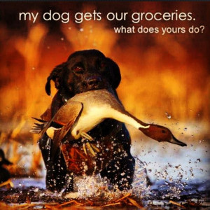 Hunting dogs: a southern belle's best friend.