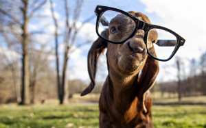 Goat with glasses Wallpapers Pictures Photos Images