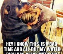 Funny Rottweiler Quotes and Pictures | rottweiler pictures on Favim ...