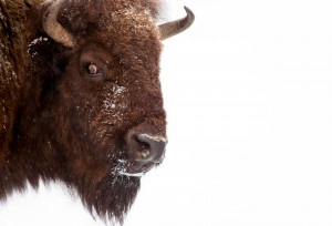 ... Headshot of bison in winter - Yellowstone National Park, Wyoming