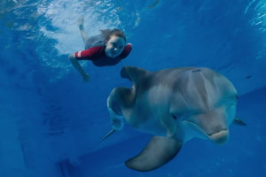 Dolphin Tale 2 Hope And Winter Dolphin.tale_.2.140613.jpg