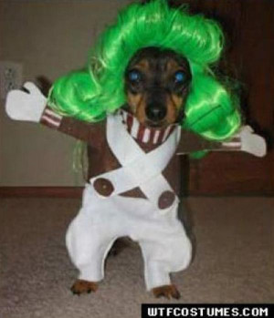 Hilarious Dog Photos photo