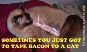 funny cat pics bacon on a cat