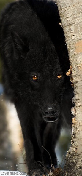 Black Wolf