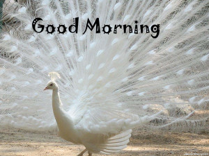 Have-A-Great-Morning-Wishes-With-Peacock